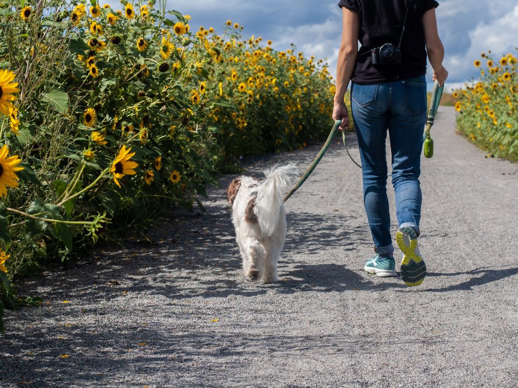 dog being brought on a walk during spring