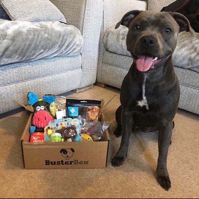 Happy Dog Beside BusterBox Full Of Goodies
