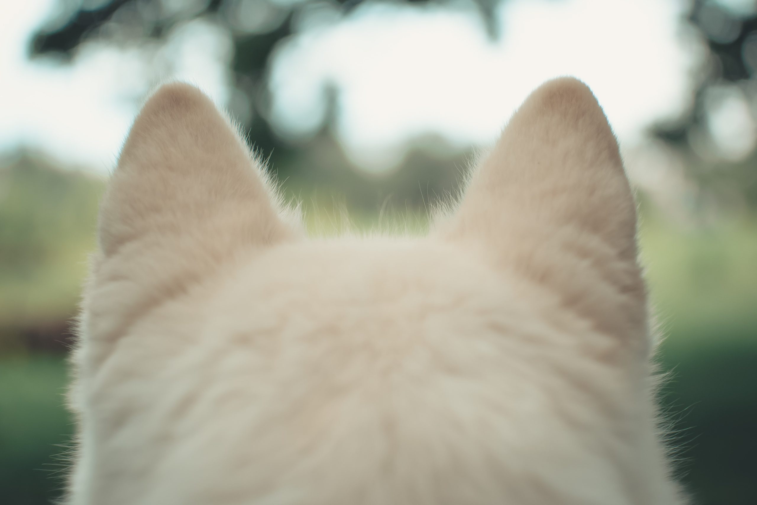 close up of dog ears