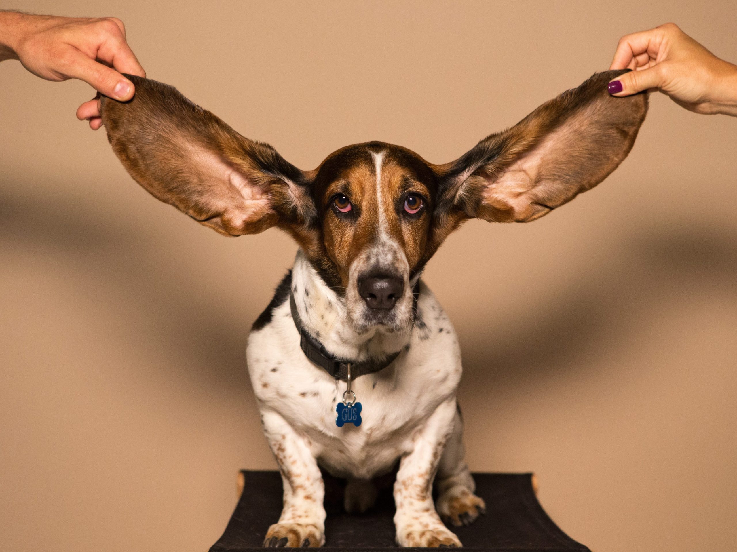 Bassett Hound Big Dog Ears 