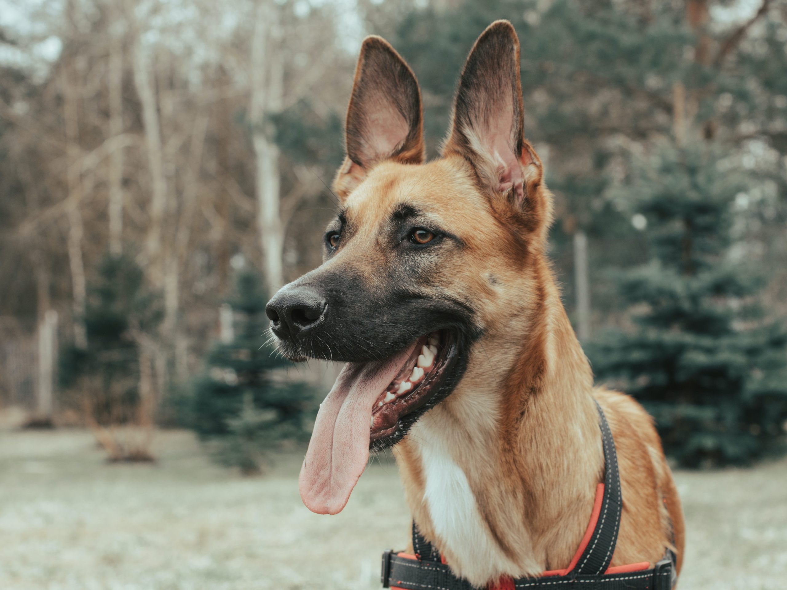 a German Shepard dog with 18 muscles in its ears