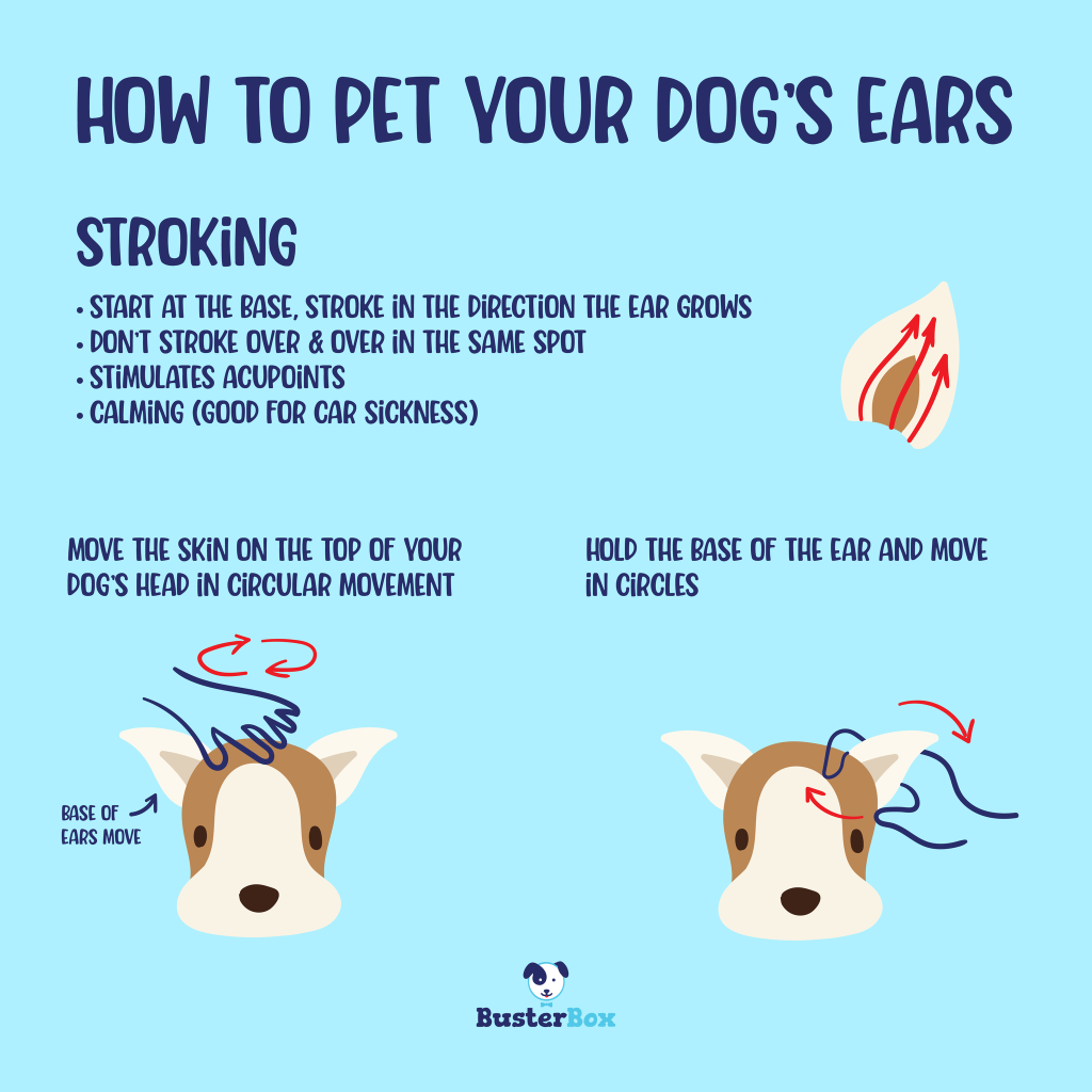 BusterBox Infographic About How To Rub A Dog's Ears