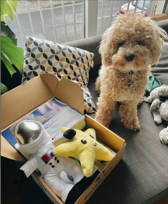 special experience for dog with busterbox