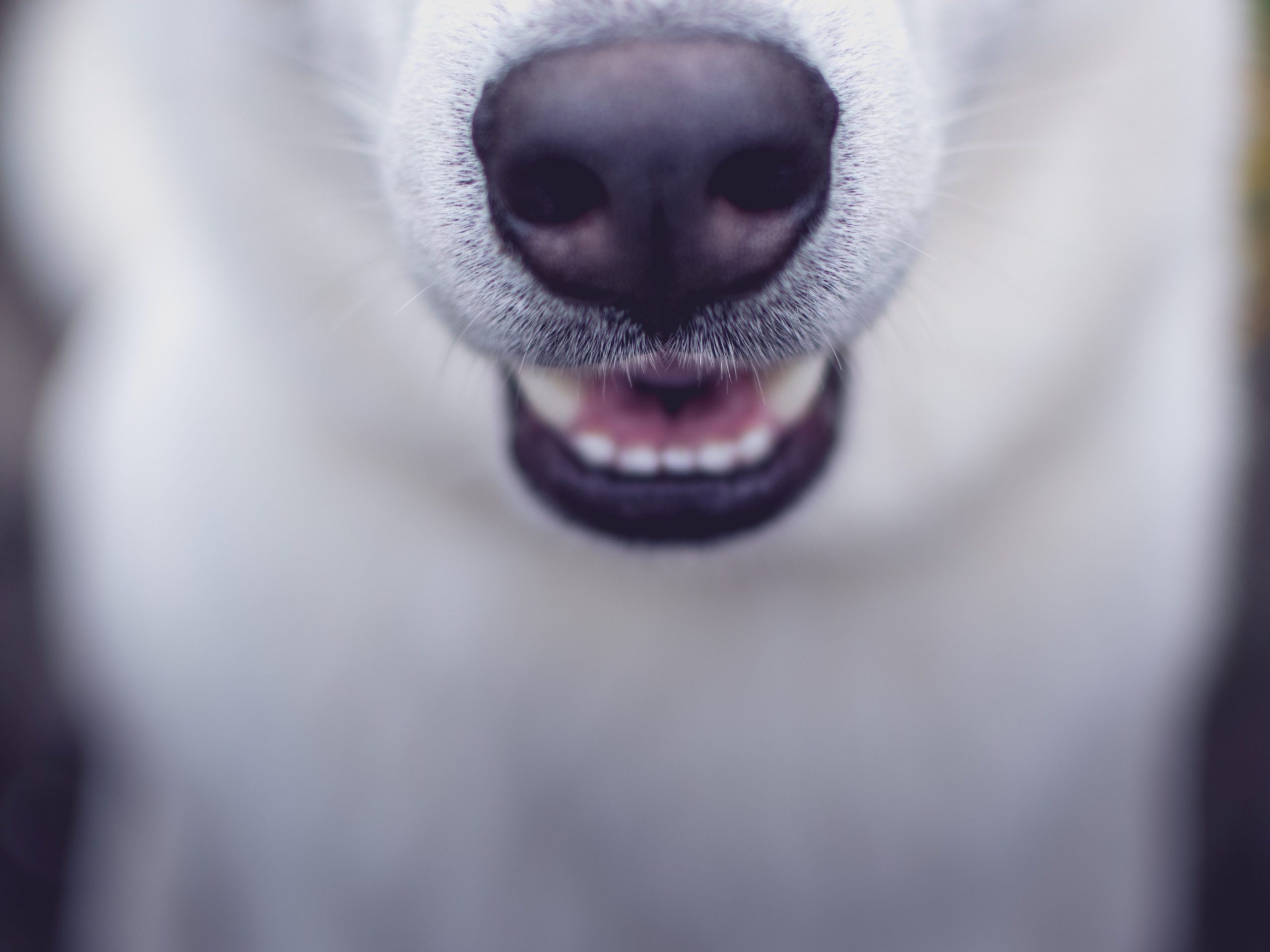 close up of dog's nose showing noseprint