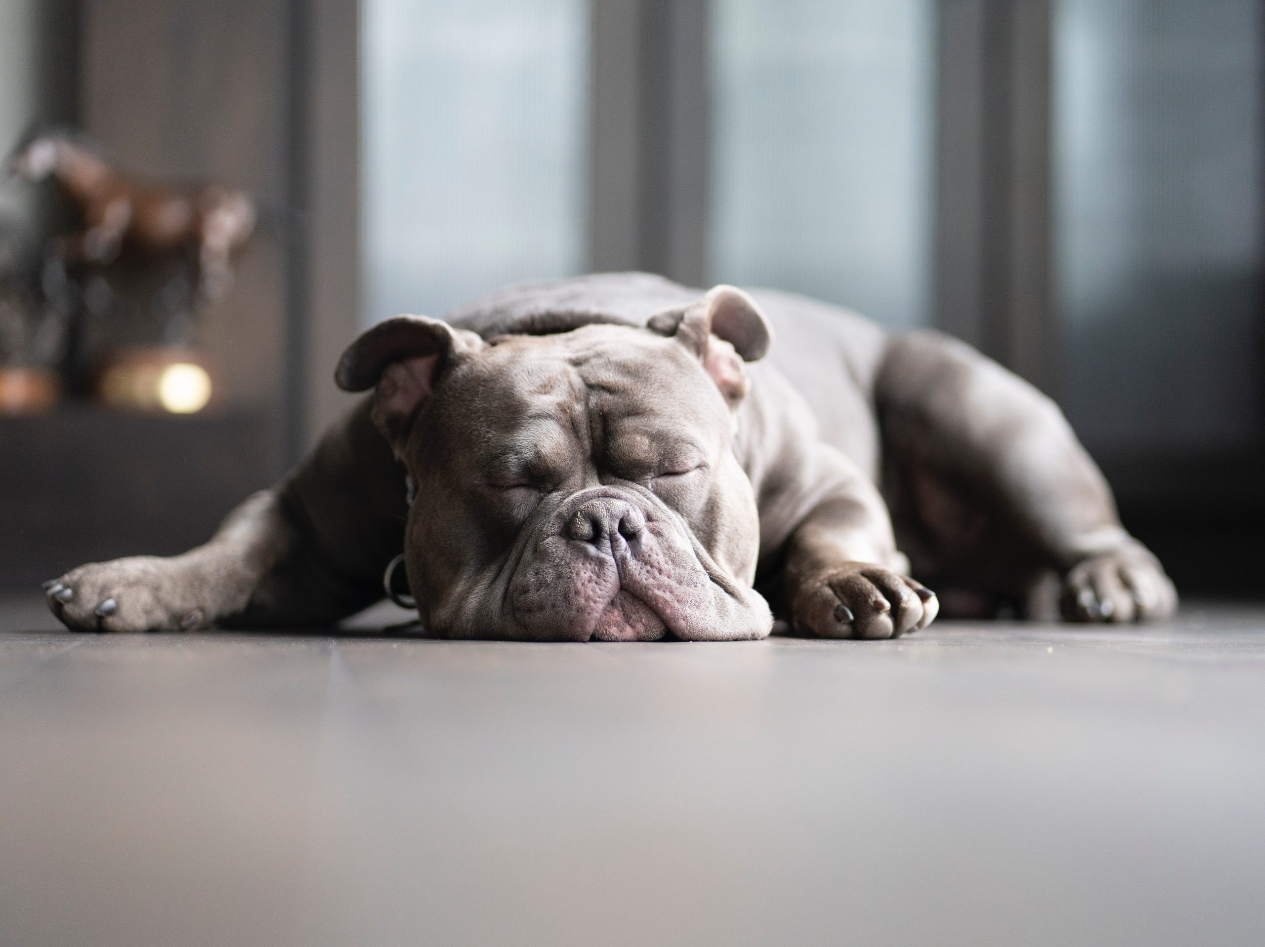 brachycephalic breed dog snoring because of short muzzle 