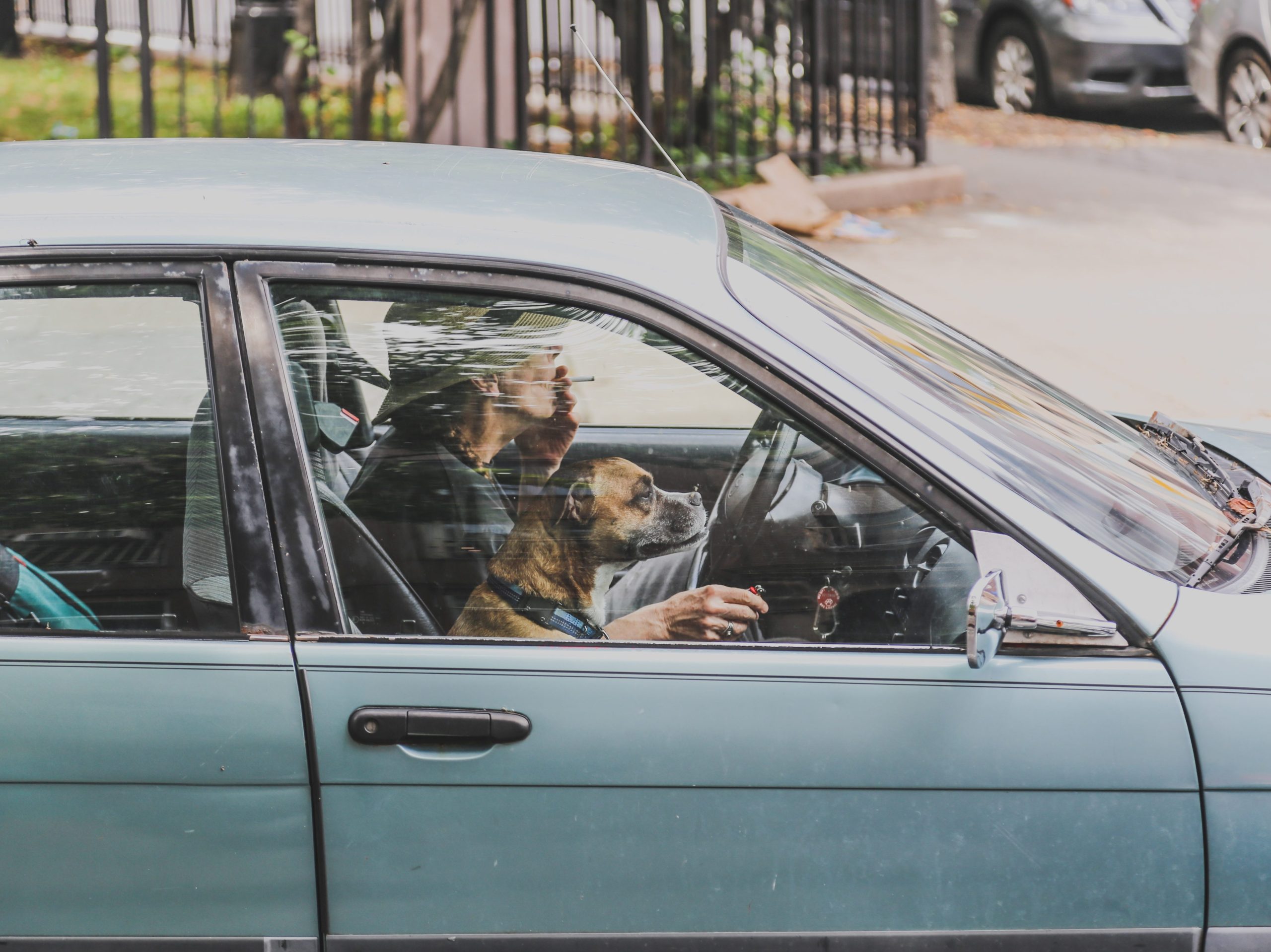 woman smokes with her dog in the car the second hand smoke is dangerous to the dog and can cause snoring