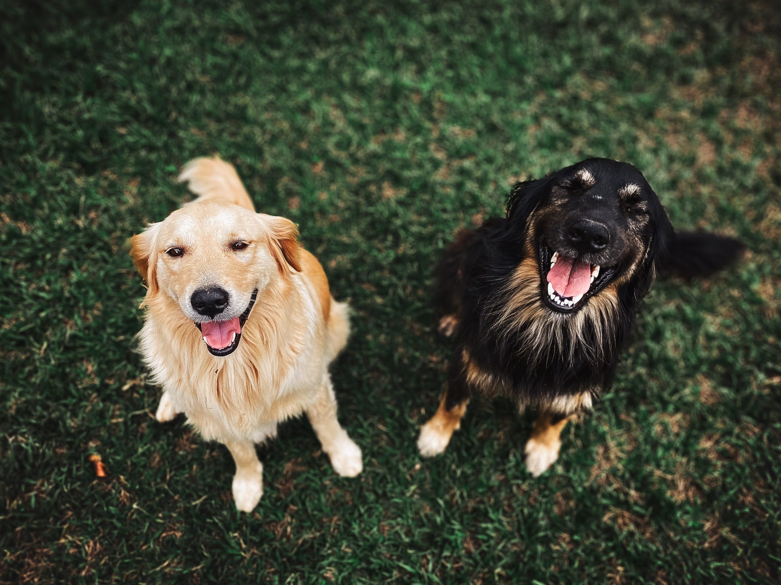 happy dogs smiling 