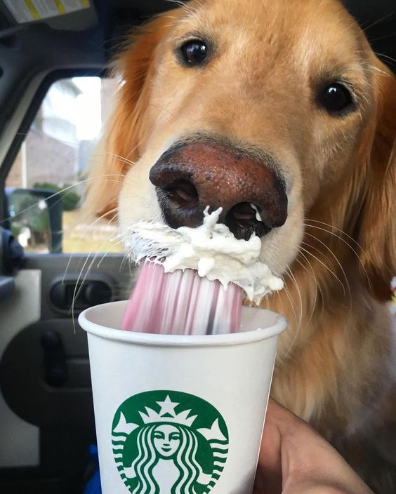 busterbox dog drinking puppuccino