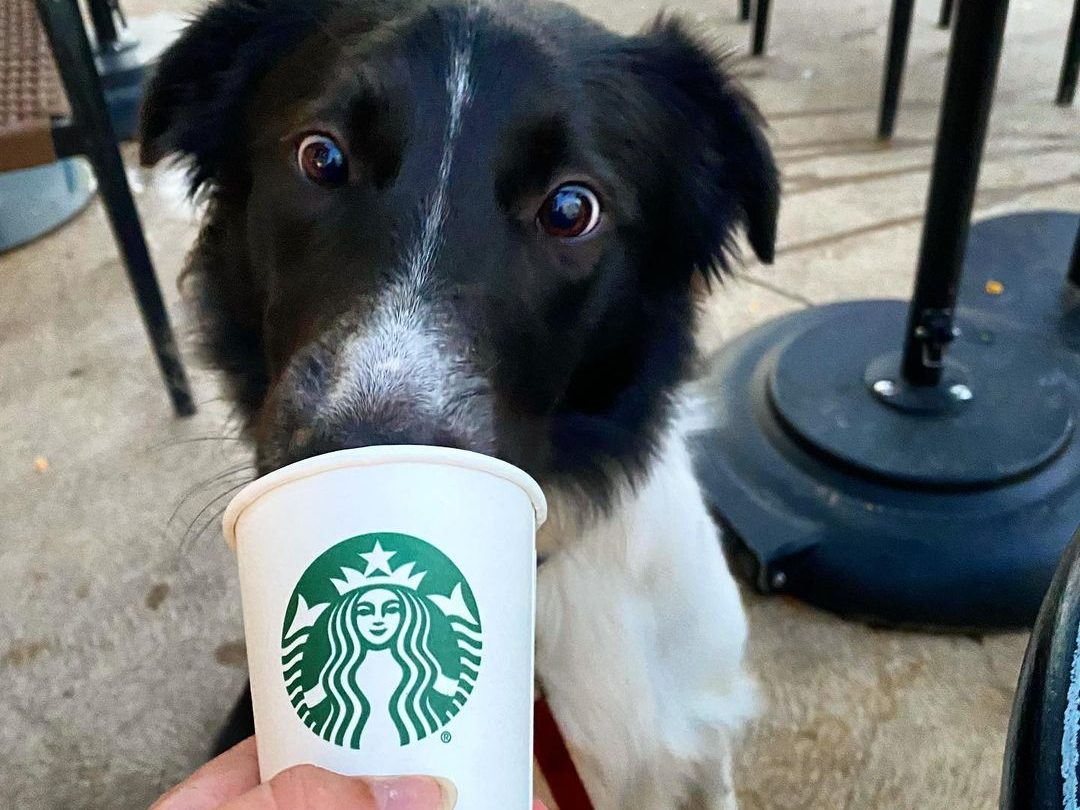 busterbox dog drinking a puppuccino