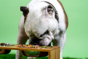 busterbox dog eating fiber filled food