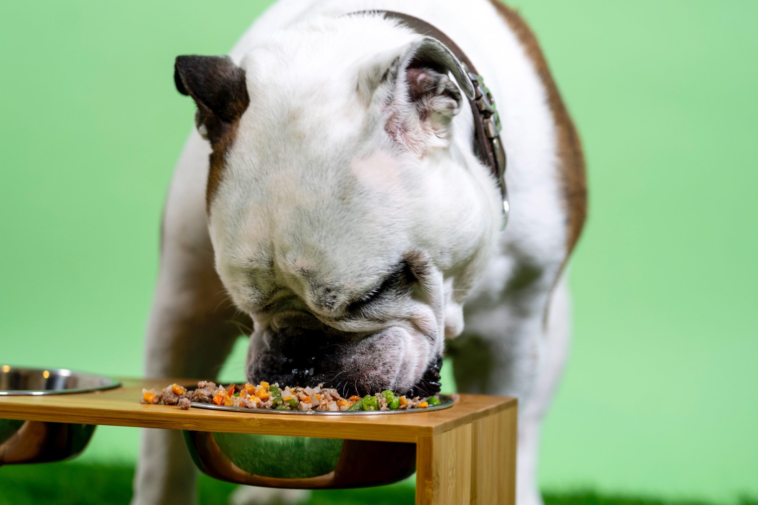 busterbox dog eating fiber filled food