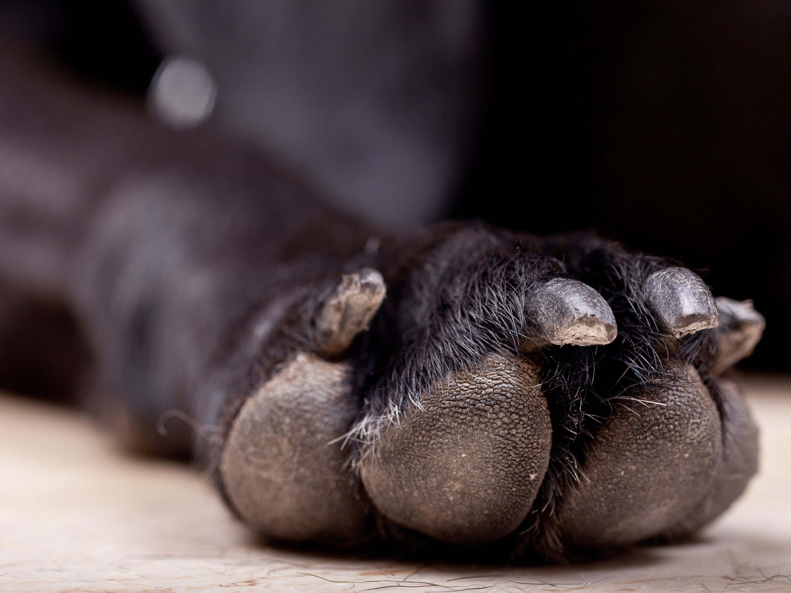black dog paw compulsive licking injury busterbox