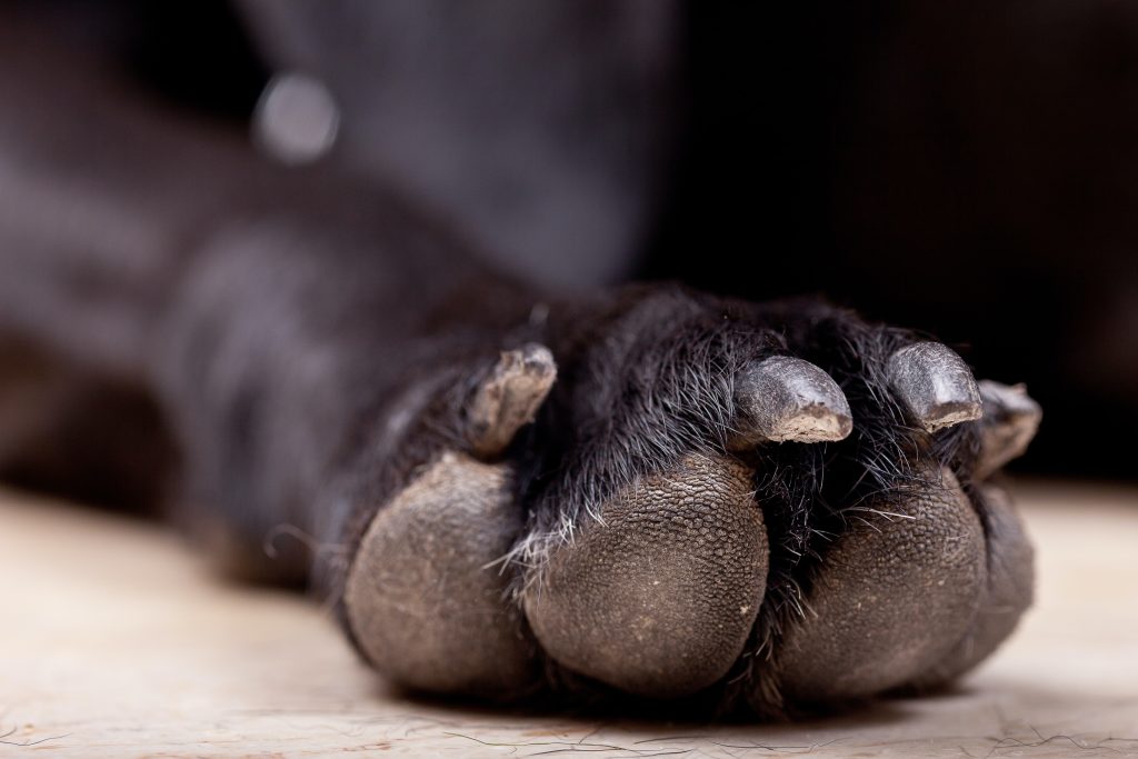 dog paws are vulnerable in the hot sun BusterBox