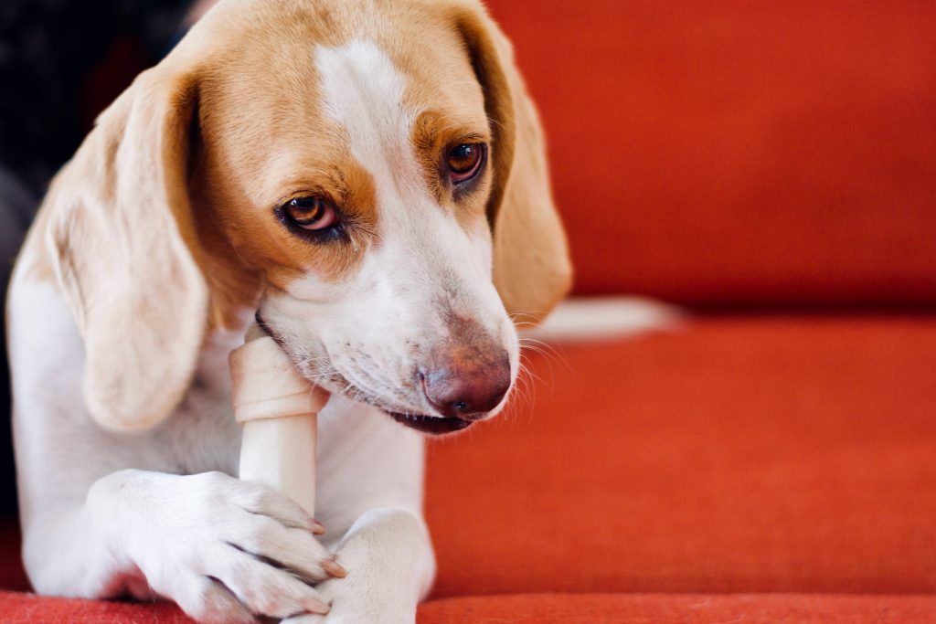 Are Bones Safe For Your Dog?