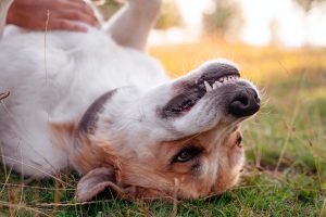 why dogs love belly rubs
