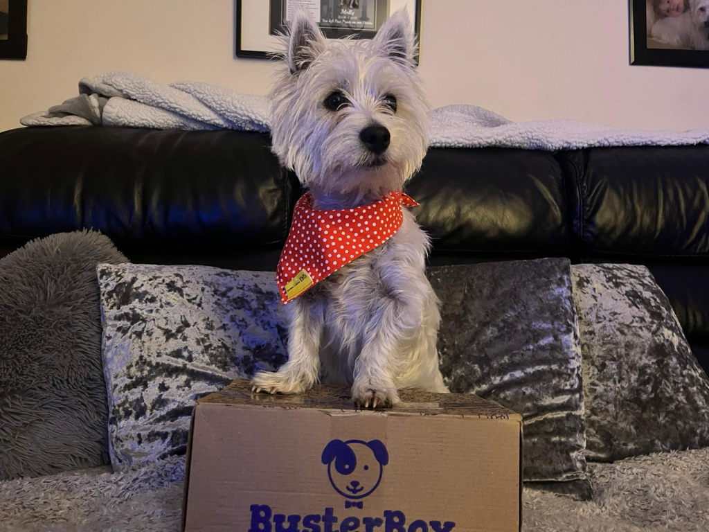 BusterBox Dog Treat Box