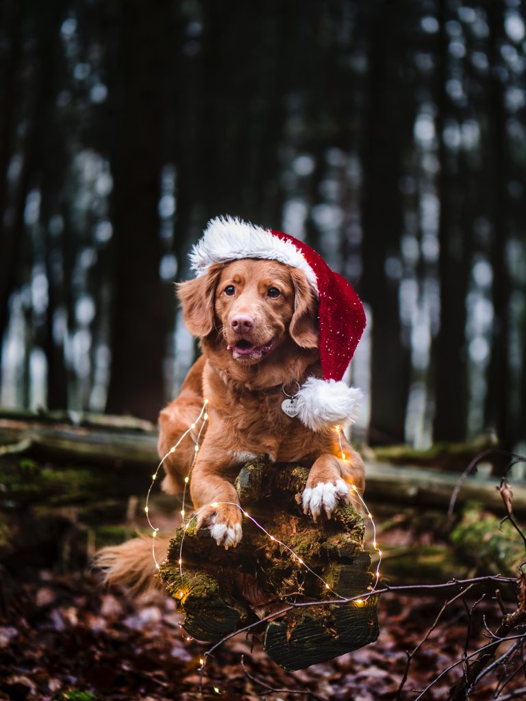 celebrate Christmas for dogs