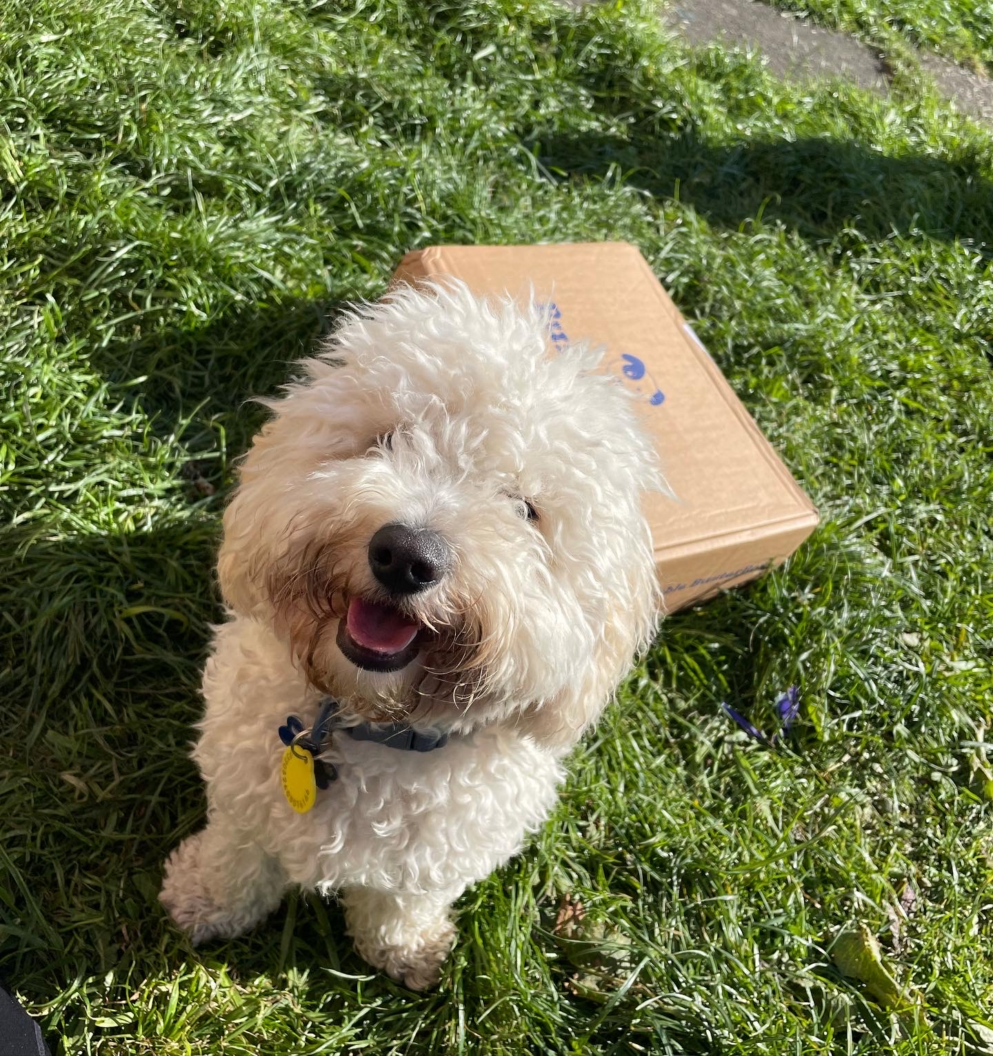 BusterBox Dog Treat Box