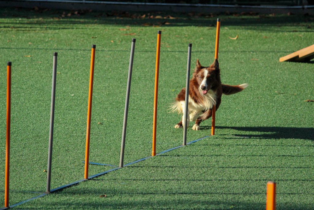 Exercice can be one of the New Year resolutions for your dog