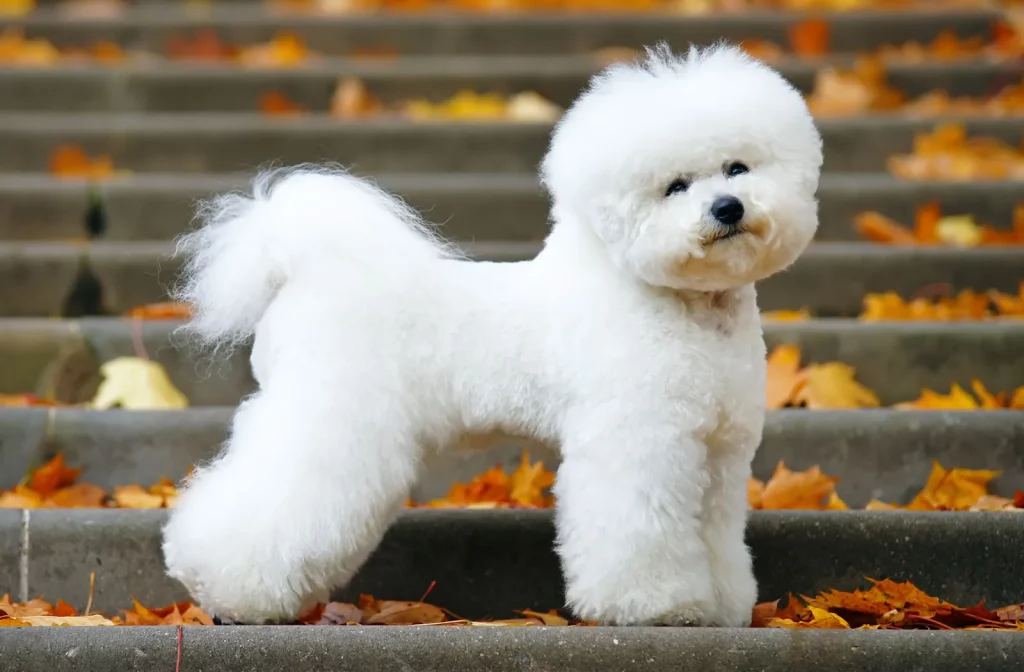 Bichon Frise is a great dog for apartment living 