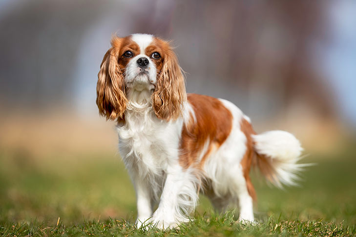 king charles cavalier is one of the best dogs for apartments
