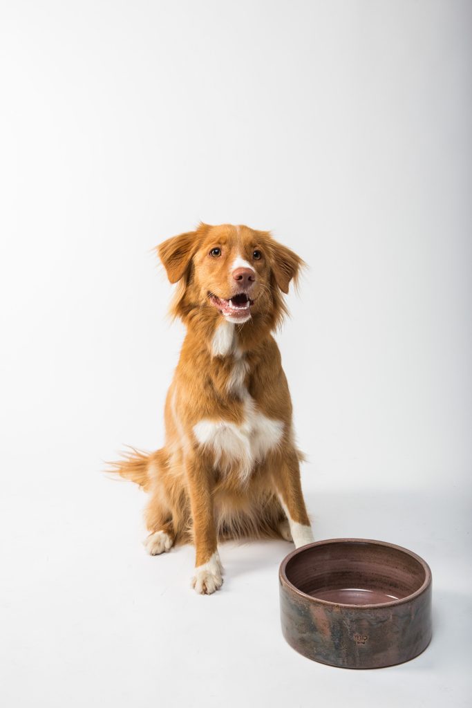 importance of a balanced diet for your dog