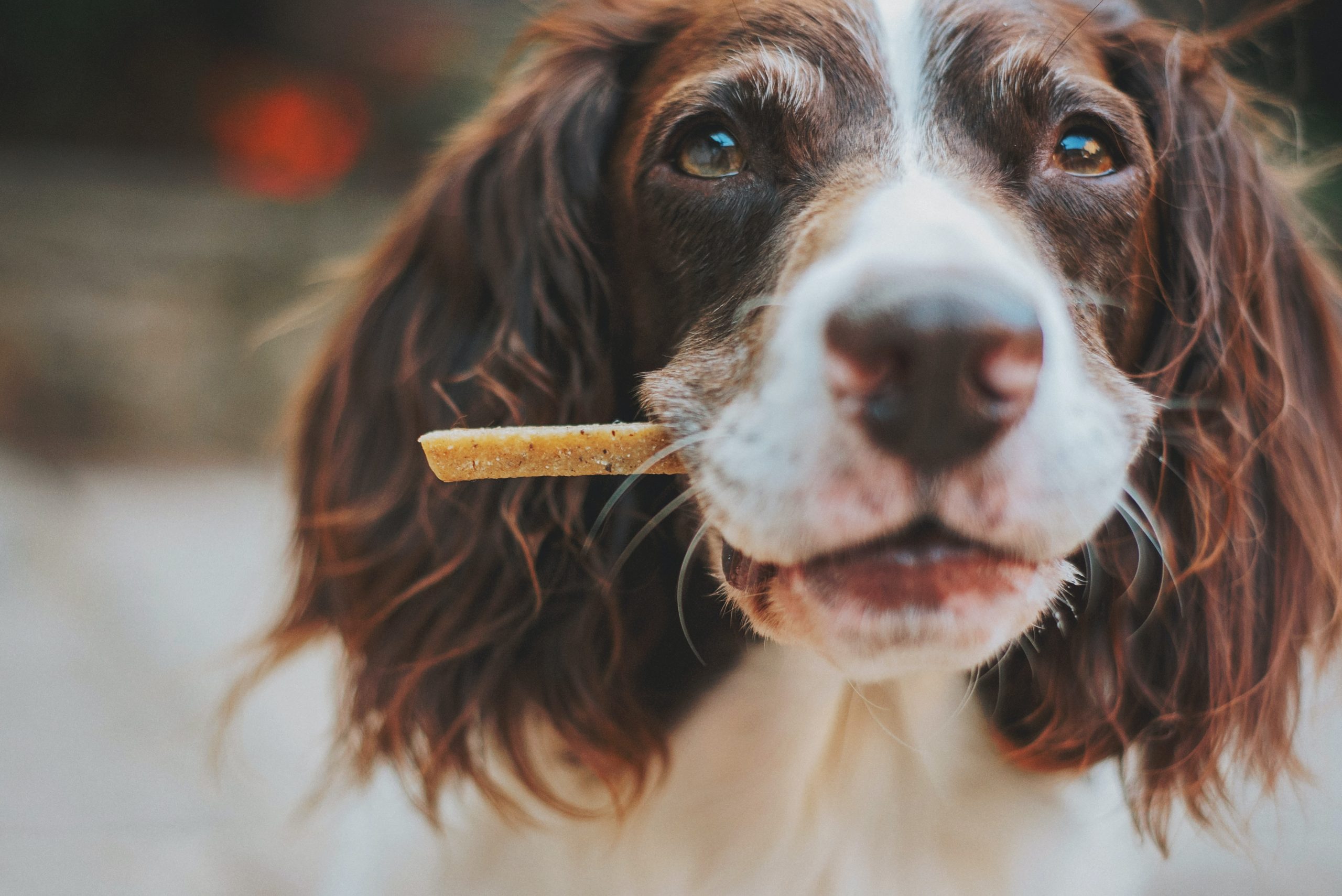 the benefits of a balanced diet for your dog