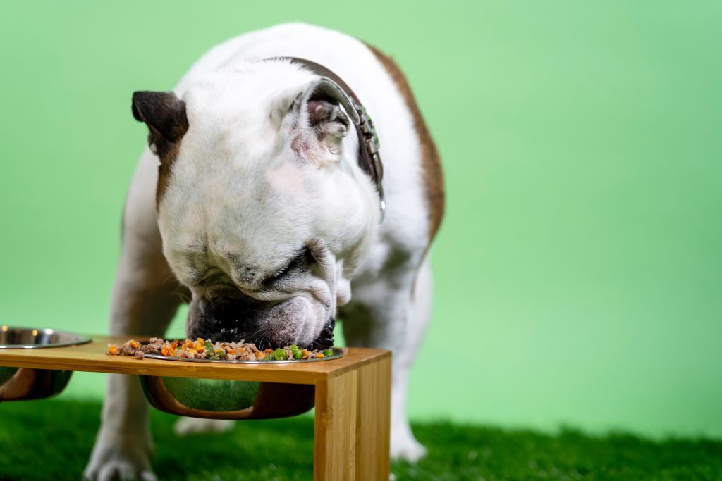 the importance of a balanced diet for your dog