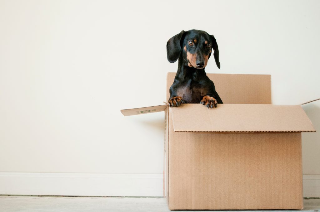 Getting the most from your dog monthly box