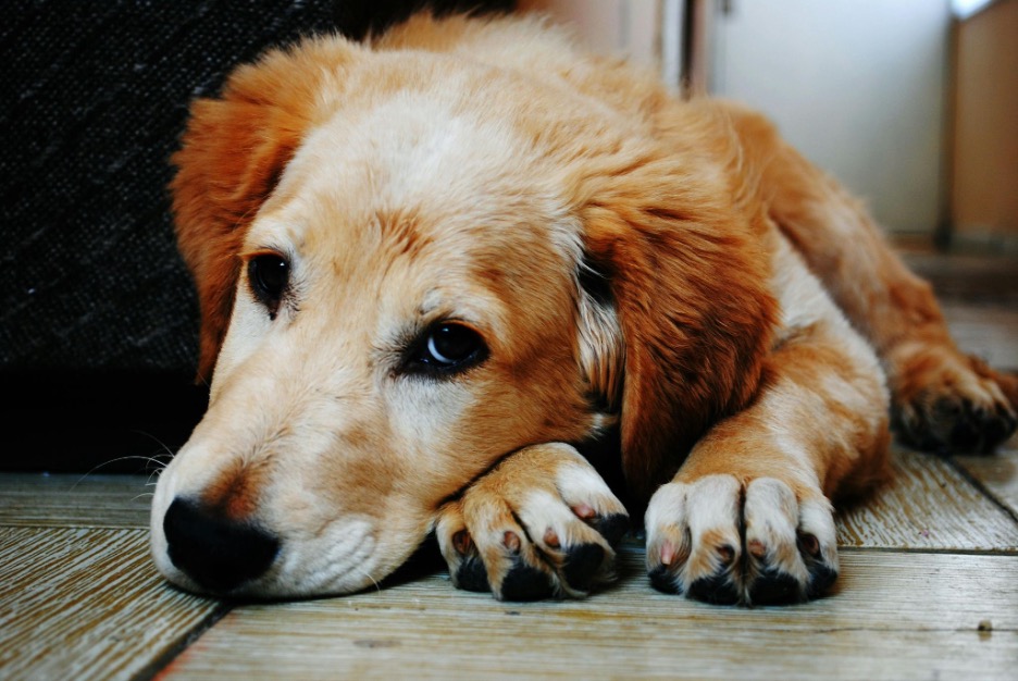 Reasons Your Dog May Be Having Trouble Sleeping